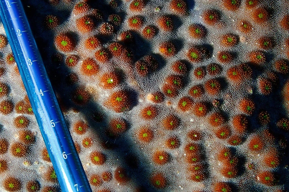 blue-alliance-coral-monitoring