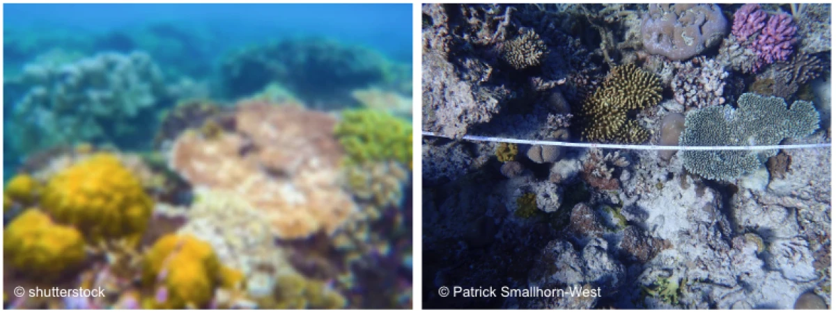 Figures showing poor image example on the left and an optimal image example on the right.