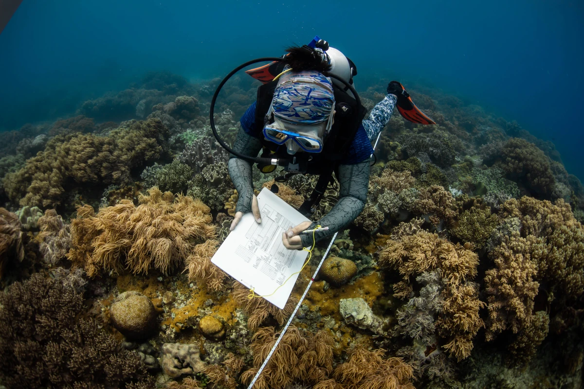 Photography showing diver conducting benthic monitoring in Apo Island, Philippines